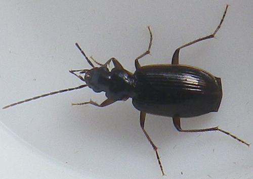 Réf. 166 765 : Badister sp.