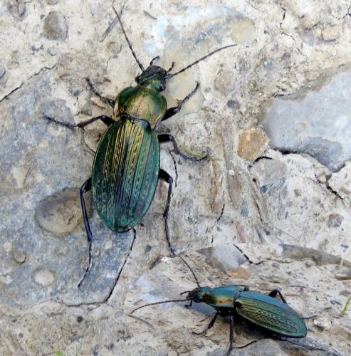 Réf. 166 069 : Carabus monilis