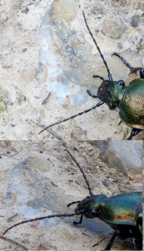 Carabus monilis