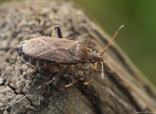 Réf. 166 565 : Ceraleptus gracilicornis