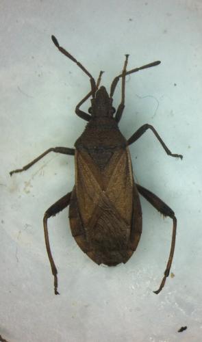 Réf. 166 247 : Ceraleptus lividus
