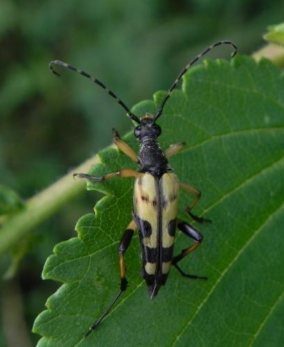 Rutpela maculata
