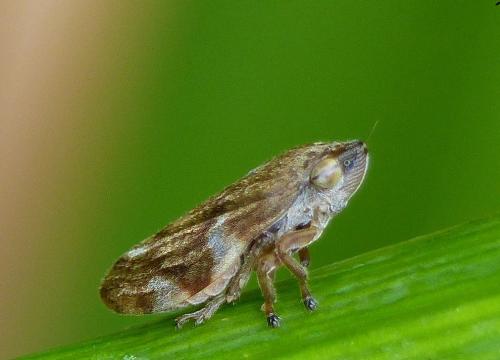 Philaenus spumarius