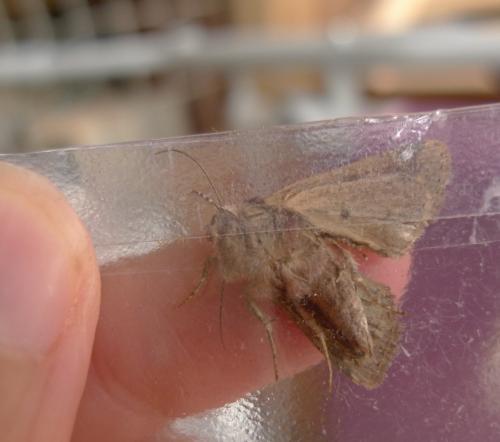 Mesapamea sp.