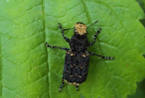 Platyrhinus resinosus
