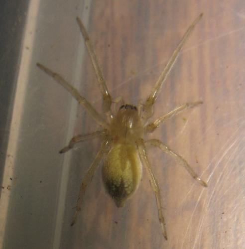 Cheiracanthium sp.