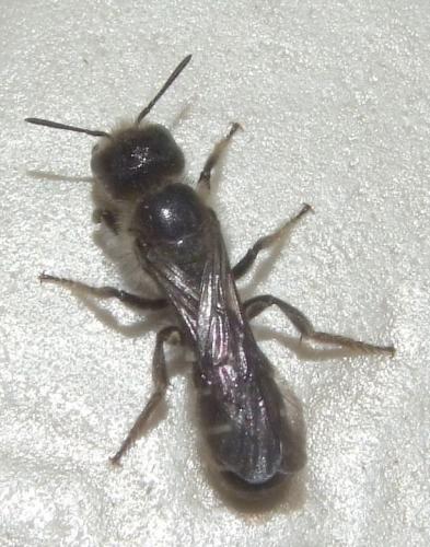 Chelostoma florisomne