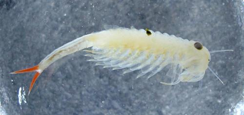 Réf. 166 328 : Chirocephalus diaphanus