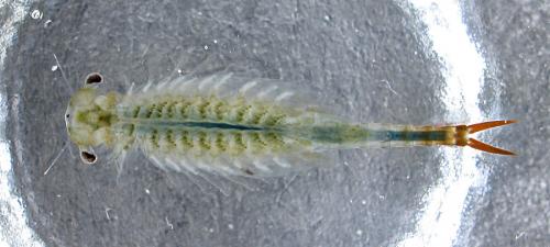 Réf. 166 329 : Chirocephalus diaphanus