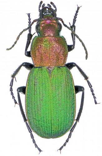 Chlaenius fulgidicollis