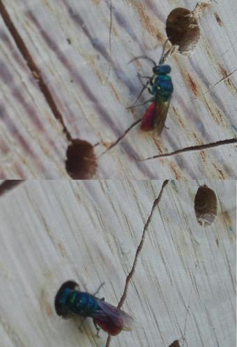 Chrysidini