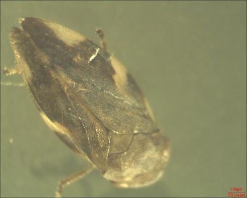 Aphrophora alni