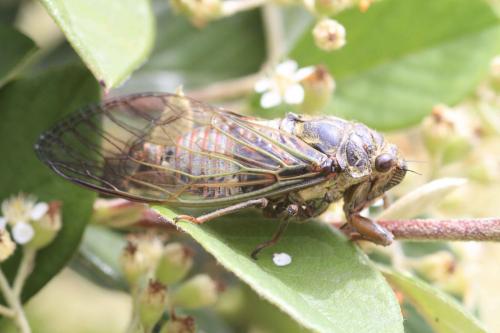 Tibicina haematodes