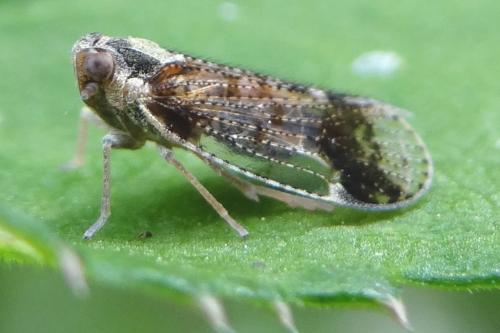 Cixius cunicularius