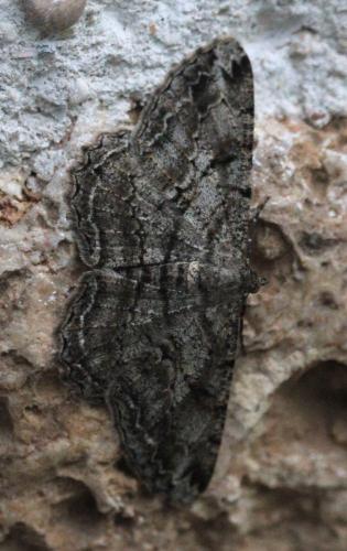 Peribatodes rhomboidaria