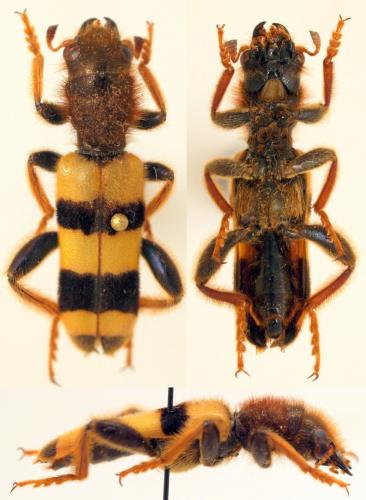 Réf. 166 340 : Trichodes zebra