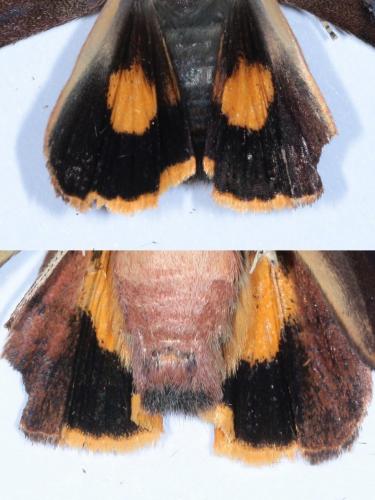 Noctua janthina