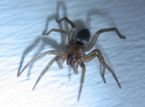 Clubiona sp.