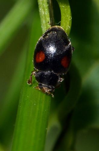 Réf. 166 170 : Scymnus sp.