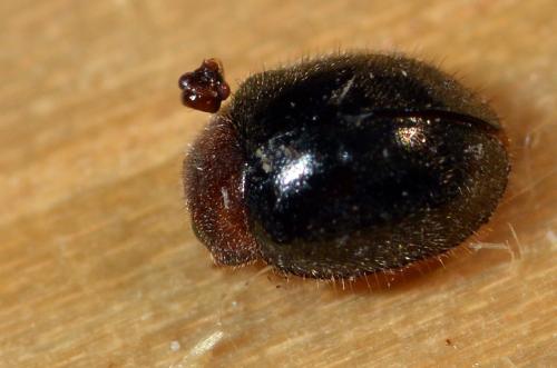 Rhyzobius lophanthae