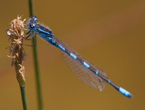 Réf. 166 755 : Coenagrion scitulum