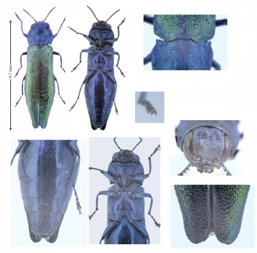 Réf. 166 322 : Agrilus viridis