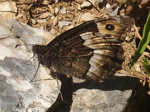 Réf. 166 346 : Hipparchia sp.