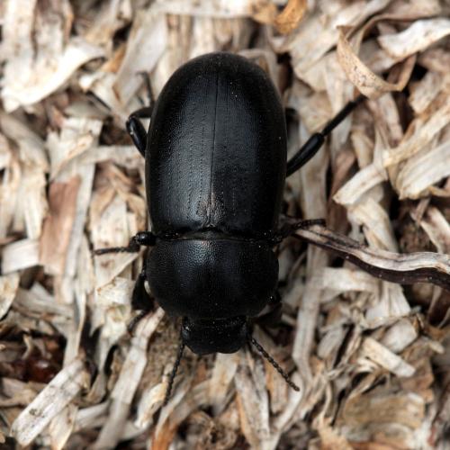 Réf. 166 809 : Phylan abbreviatus