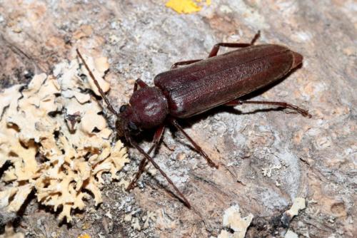 Réf. 166 841 : Arhopalus rusticus