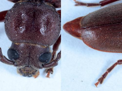 Réf. 166 842 : Arhopalus rusticus
