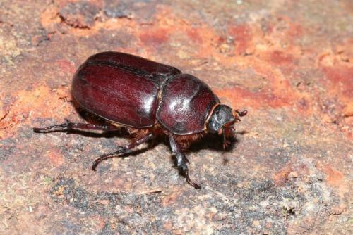 Réf. 166 826 : Oryctes nasicornis