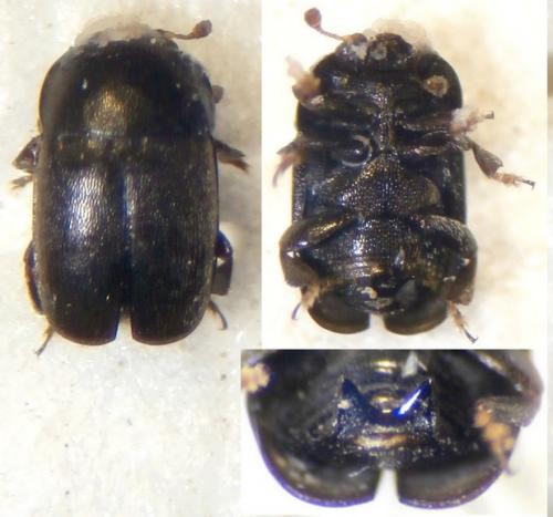 Meligethinae
