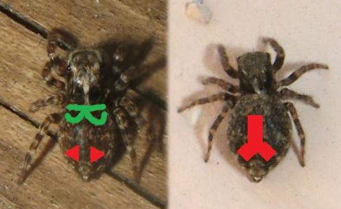 Pseudeuophrys sp.