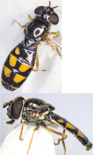 Melanostoma mellinum