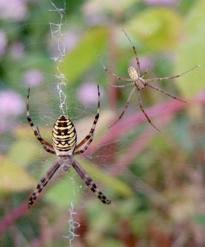 Réf. 166 876 : Argiope bruennichi