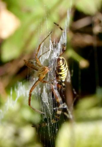 Argiope bruennichi