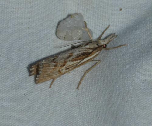 Réf. 166 365 : Pediasia fascelinella