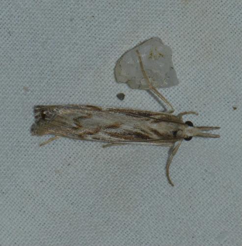 Réf. 166 366 : Pediasia fascelinella