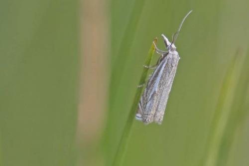 Réf. 166 753 : Crambus lathoniellus