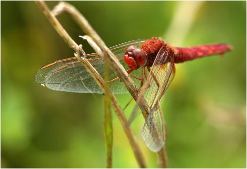 Crocothemis erythraea