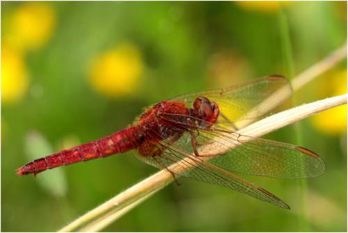 Crocothemis erythraea