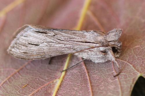 Réf. 166 307 : Cucullia campanulae