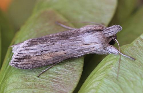 Réf. 166 305 : Cucullia umbratica