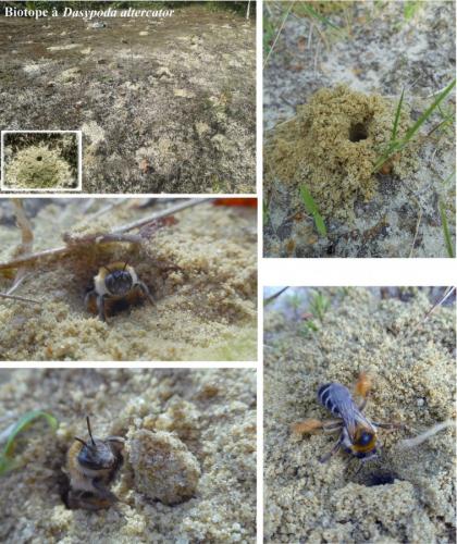 Dasypoda hirtipes