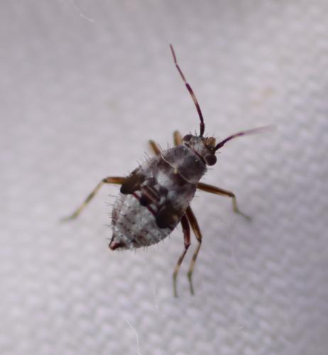 Réf. 166 896 : Deraeocoris serenus