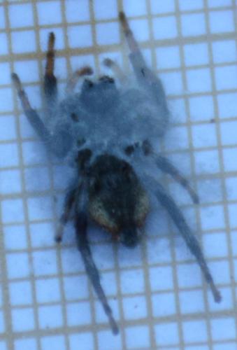 Réf. 166 972 : Carrhotus xanthogramma