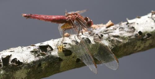 Crocothemis erythraea