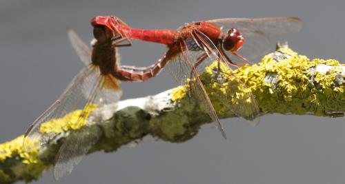 Crocothemis erythraea