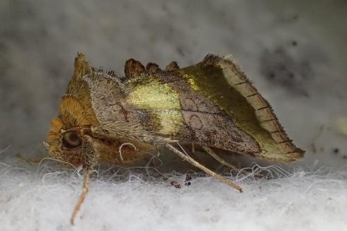 Réf. 166 081 : Diachrysia chrysitis