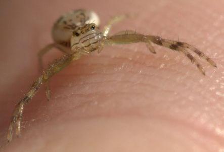 Diaea sp.